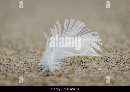White bird feather on the sand of the Danube river bank. Stock Photo