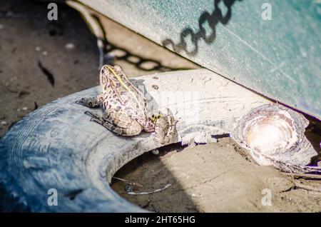 River frog on the sandy banks of the Danube. Stock Photo