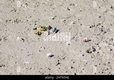 River frog on the sandy banks of the Danube. Stock Photo