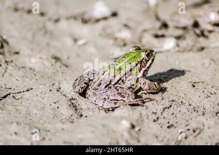 River frog on the sandy banks of the Danube. Stock Photo