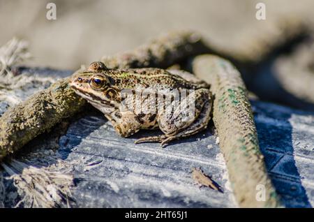 River frog on the sandy banks of the Danube. Stock Photo