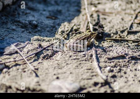 River frog on the sandy banks of the Danube. Stock Photo