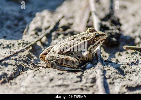 River frog on the sandy banks of the Danube. Stock Photo