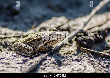 River frog on the sandy banks of the Danube. Stock Photo