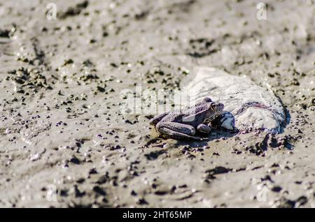 River frog on the sandy banks of the Danube. Stock Photo