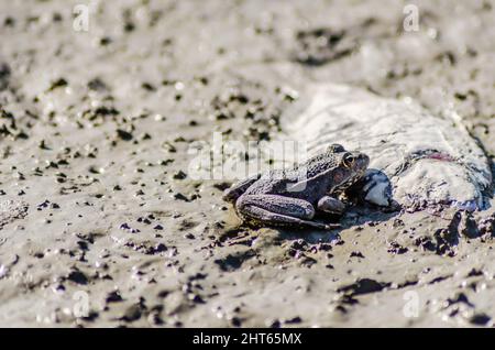 River frog on the sandy banks of the Danube. Stock Photo