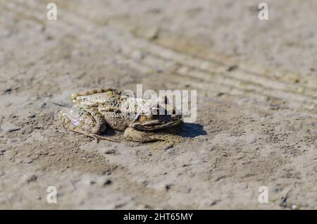 River frog on the sandy banks of the Danube. Stock Photo