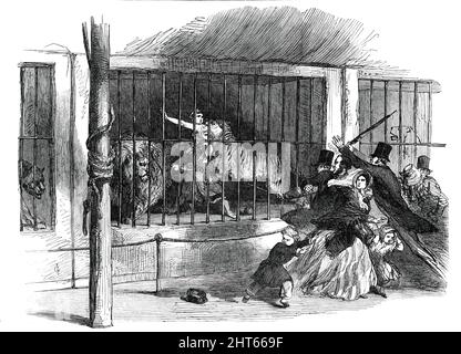 Death of the &quot;Lion Queen&quot;, in Wombwell's Menagerie, at Chatham [in Kent], 1850. 'It was the business of the deceased [17-year-old Ellen Blight] to go into the dens and perform with the beasts...She had only been in two or three minutes, but had gone through the main part of the performance, excepting that of making the lion sit down in a particular part of the cage, when the tiger being in her way, the deceased struck it lightly with a small whip which she carried in her hand. The beast growled, as if in anger, and, crouching close to the bottom of the den, stretched out its paw, as Stock Photo