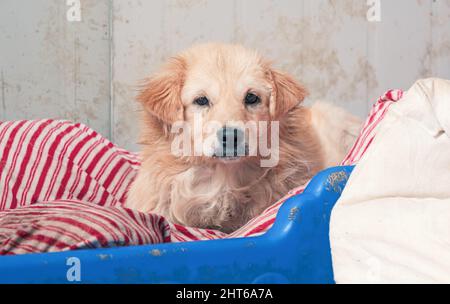 Portrait of lonely sad abandoned stray dog at animal shelter. Best human's friend is waiting for a forever home. Animal rescue concept Stock Photo