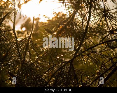 the sun shines through the coniferous branches in the forest Stock Photo