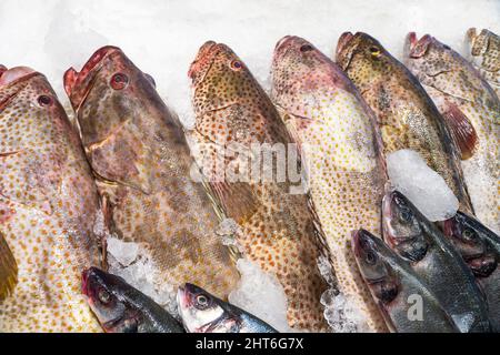 Fresh perch on an ice substrate in a supermarket Stock Photo