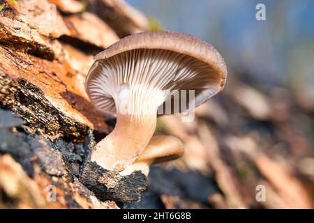 Shallow focus shot of Oyster mushrooms on the rocks on a sunny day Stock Photo