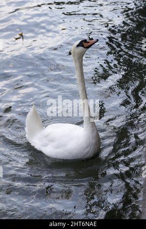 A closeup of a Mute swan bird swimming in the blue wavy water Stock Photo