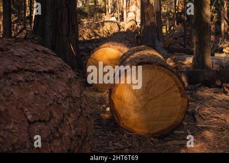 Autumnal landscape from Yosemite National Park, California, United States. High quality photo Stock Photo