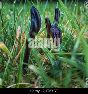 Earthtongue fungus growing in a garden lawn, UK Stock Photo