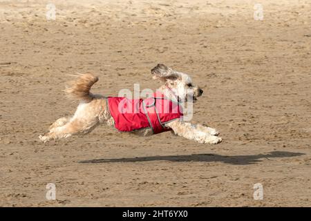 Southport, Merseyside, 27.02.22.  A lovely and playful Cockapoo just has the best day ever as he runs along the beach in Southport.  A cockapoo also known as a spoodle or cockerdoodle is a dog crossbreed bred from a Cocker Spaniel and a Poodle, most commonly the Miniature Poodle.  Credit: Cernan Elias/Alamy Live News Stock Photo