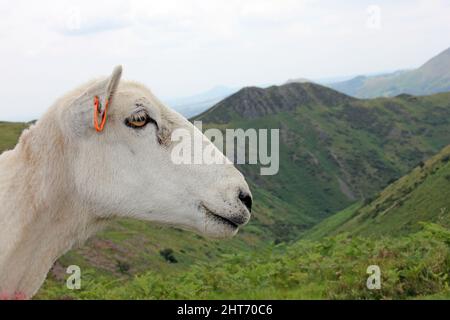 Sheep's Head Side View With Burway Hill In Distance, Long Mynd Shropshire, UK Stock Photo