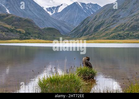 Beautiful bird with brown plumage great cormorant (Phalacrocorax carbo) sits on a tussock with green grass on a blurred background of mountains. Altai Stock Photo