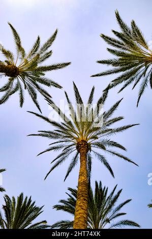 Low angle shot of Phoenix canariensis, Canary Island date palms ...