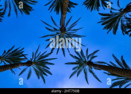 Low angle shot of Phoenix canariensis, Canary Island date palms ...