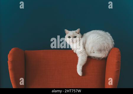 The cat is in the chair. A white British cat lies and rests on a large armchair in a cozy living room against a blue wall. High quality photo Stock Photo