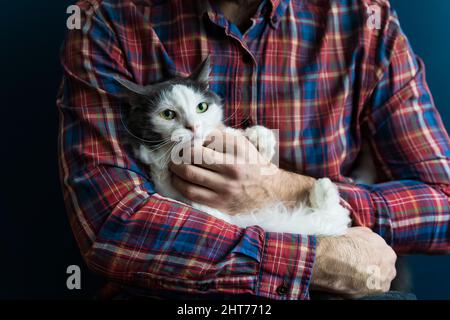 Cat in the arms of the owner. A white-gray cat is resting in the arms of a man. Emotions of love, tenderness, care. High quality photo Stock Photo