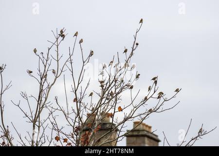 Large flock of European Goldfinch (Carduelis carduelis) adults perched in a tree - urban wildlife, Yorkshire, England, UK Stock Photo