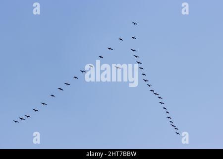 Large flock of pink footed geese (Anser brachyrhynchus) flying in V formation isolated against blue sky, Yorkshire, England, UK Stock Photo