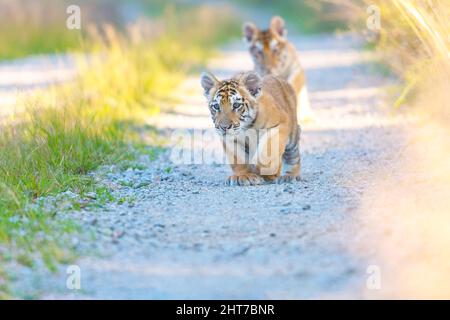 Pair of Bengal tiger cubs on a walk behind each other on a forest road in sunny day. Horizontally. Stock Photo