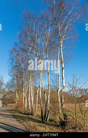 Young birch trees at the wayside, Lueneburg, Lower Saxony, Germany Stock Photo