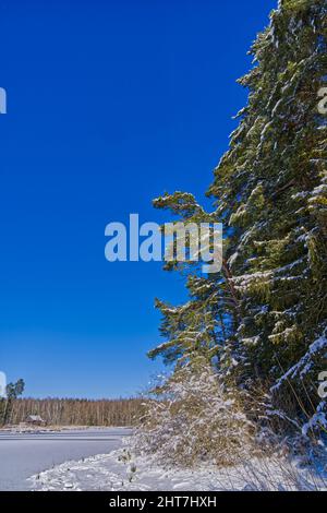 Snowy trees against clear blue sky with the crescent moon a cold winter ...
