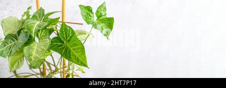 Close up leaves of syngonium houseplant are supported by bamboo against light gray textured background. Banner on theme of nature and plants with copy Stock Photo