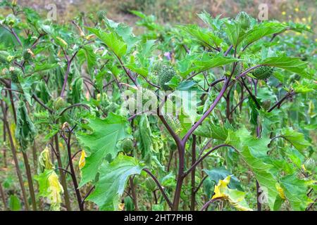 Datura Angel’s Trumpet is growing in garden. Fruit of Datura in with blurred effect background. Close up. Stock Photo