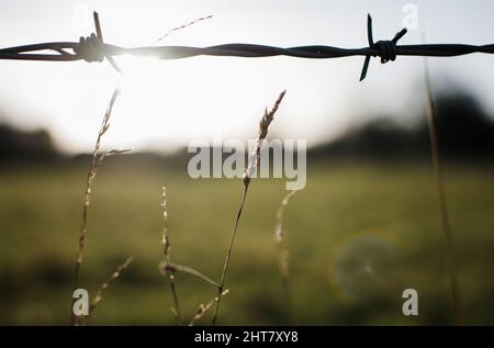 golden hour sunlight through a wire fence in a  field of grass Stock Photo