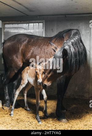 horse foal with its mother mare in the forest Stock Photo