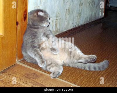 Scottish fold cat sits leaning against a door frame against a pe Stock Photo