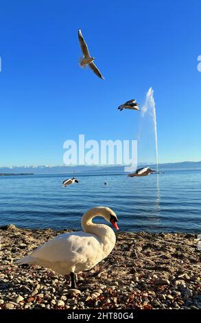 Vertical shot of a swan standing on a rocky beach with other birds flying in the background Stock Photo