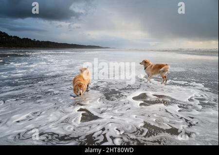 Dogs on the beach playing in the ocean Stock Photo