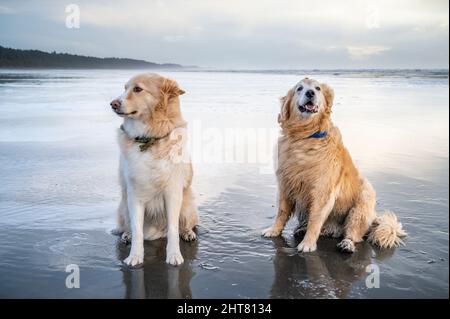 Two dogs sitting at the beach on the Olympic Coast Stock Photo