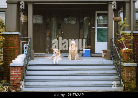 Dogs on the front porch of an apartment building in the city Stock Photo