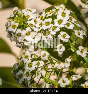 A close-up shot of sweet alyssum flowers in the garden in bright sunlight on a blurred background Stock Photo