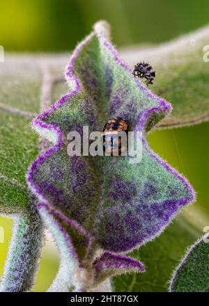 Closeup shot of pupa of ladybugs resting on aubergine violet leaf Stock Photo