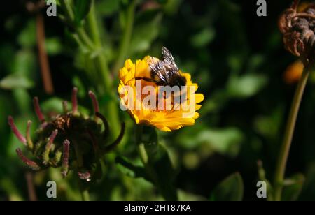 A close-up shot bumblebee drinking nectar from calendula in the garden. Stock Photo