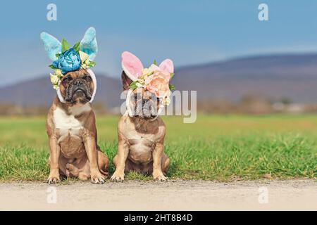 French Bulldog dogs with easter bunny costume ears with flowers sitting in front of meadow Stock Photo