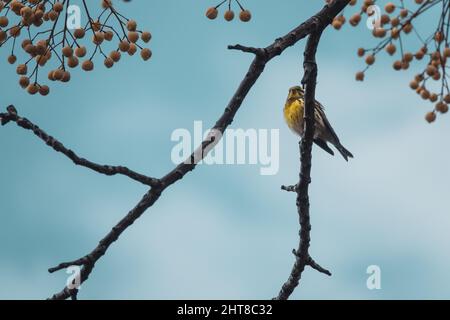 Small songbird perched on the branch of a cinnamon tree (Melia azedarach) among its round yellow fruits Stock Photo