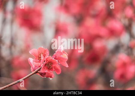 Detail of pretty red flowers of a Japanese quince (Chaenomeles japonica) covered in raindrops Stock Photo