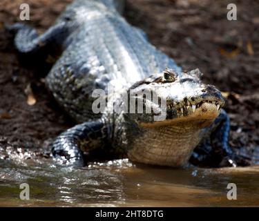 Closeup head on portrait of Black Caiman (Melanosuchus niger) entering water from riverbank with focus on eye in the Pampas del Yacuma, Bolivia. Stock Photo