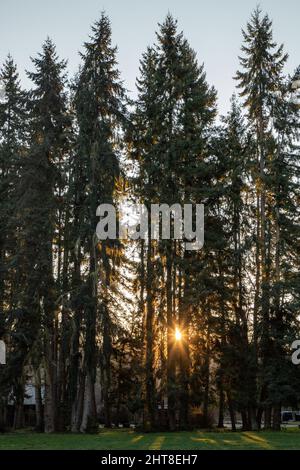 Morning Sun Shines Through Tall Pine Trees in Washington State Stock Photo