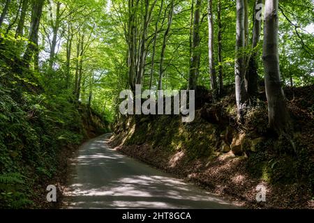 A narrow country lane climbs through a holloway on Ham Hill in Somerset. Stock Photo