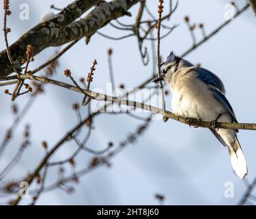 A closeup shot of a blue jay sitting on a tree branch Stock Photo